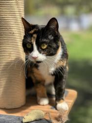 Lost Female Cat last seen Highway 201, Vaudreuil-Dorion, QC J0P 1P0