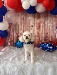 Lost Female Dog last seen Boran Dr., Forney, TX 75126
