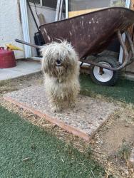Found/Stray Male Dog last seen Palmdale learning plaza, Palmdale, CA 93550