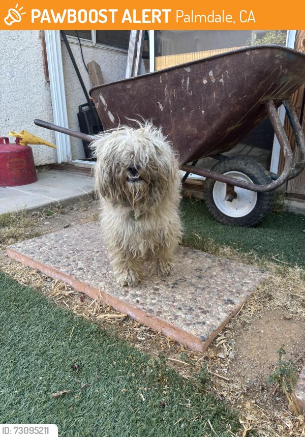 Found/Stray Male Dog last seen Palmdale learning plaza, Palmdale, CA 93550