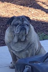 Found/Stray Male Dog last seen Alta and pearl drive, Murrieta, CA 92563