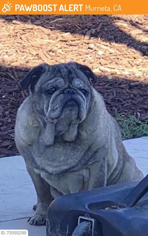 Found/Stray Male Dog last seen Alta and pearl drive, Murrieta, CA 92563