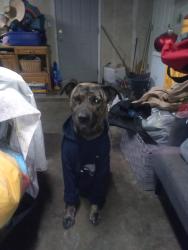 Reunited Male Dog last seen 15st e and ave j, Lancaster, CA 93535
