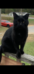 Lost Male Cat last seen Pigeon creek rd and old Kentucky S, Greene County, TN 37743