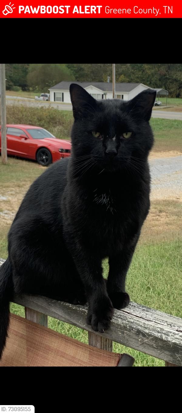 Lost Male Cat last seen Pigeon creek rd and old Kentucky S, Greene County, TN 37743