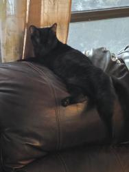 Lost Male Cat last seen Sufarbush and berry Hill, Holiday, FL 34690