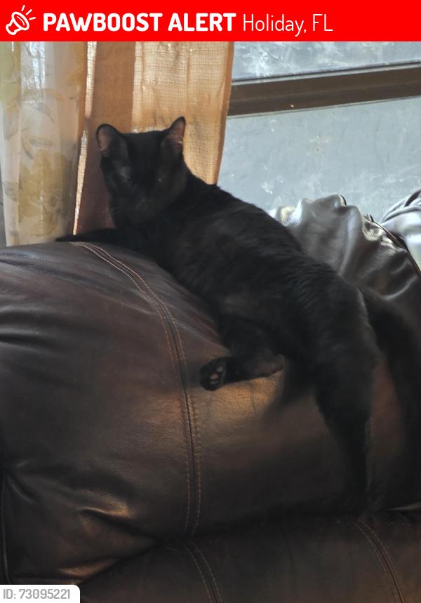 Lost Male Cat last seen Sufarbush and berry Hill, Holiday, FL 34690