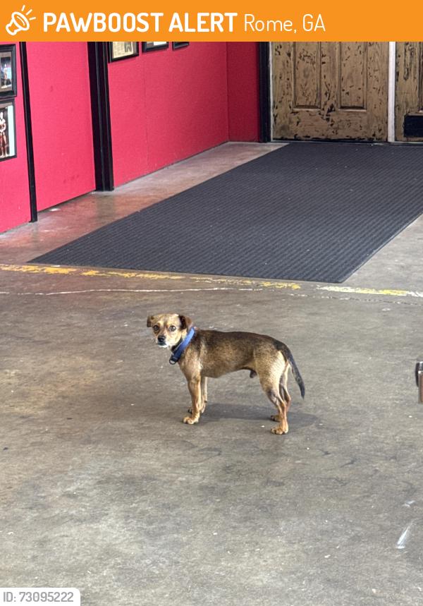 Found/Stray Male Dog last seen Center Street, Rome, GA 30165