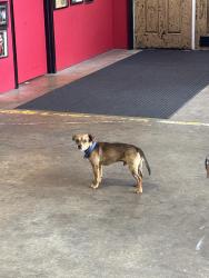 Found/Stray Male Dog last seen Center Street, Rome, GA 30165
