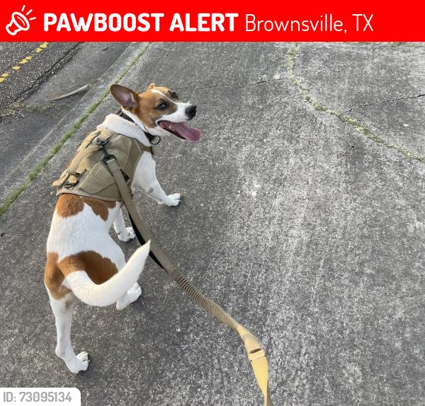 Lost Male Dog last seen International, Brownsville, TX 78520