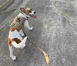 Lost Male Dog last seen International, Brownsville, TX 78520