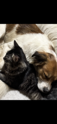 Lost Male Dog last seen Sandplant road, Kanawha County, WV 25309
