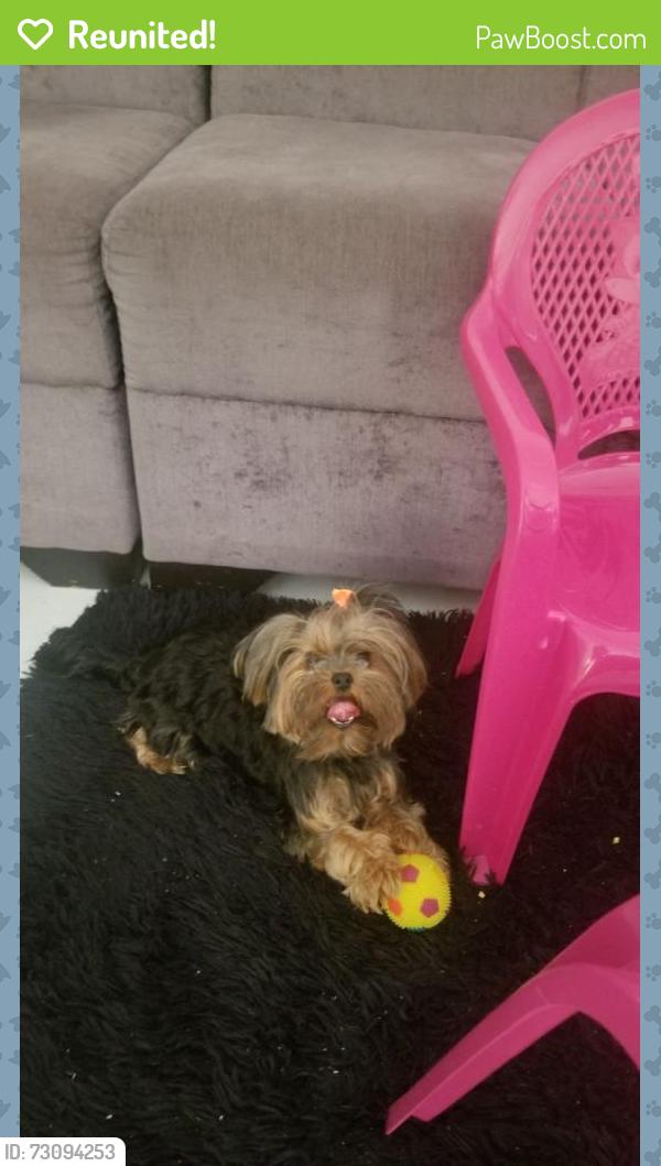 Reunited Female Dog last seen We live in storey grove, near to Publix waterleigh, Winter Garden, FL 34787