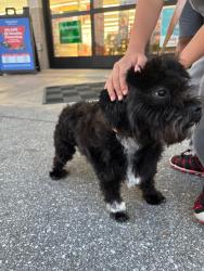 Lost Male Dog last seen Aplin rd, Crestview, FL 32539
