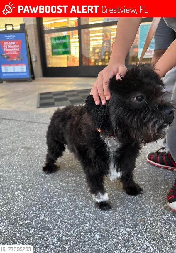 Lost Male Dog last seen Aplin rd, Crestview, FL 32539