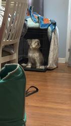 Lost Female Dog last seen By Massponx route 1 near wawa , walmart area, Spotsylvania County, VA 22408