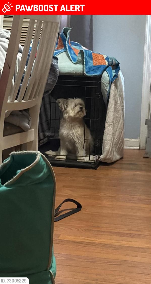 Lost Female Dog last seen By Massponx route 1 near wawa , walmart area, Spotsylvania County, VA 22408