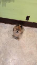Reunited Male Dog last seen 4th st, Sioux Falls, SD 57103