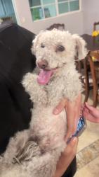 Found/Stray Male Dog last seen Vaughn st in Pacoima, Los Angeles, CA 91331