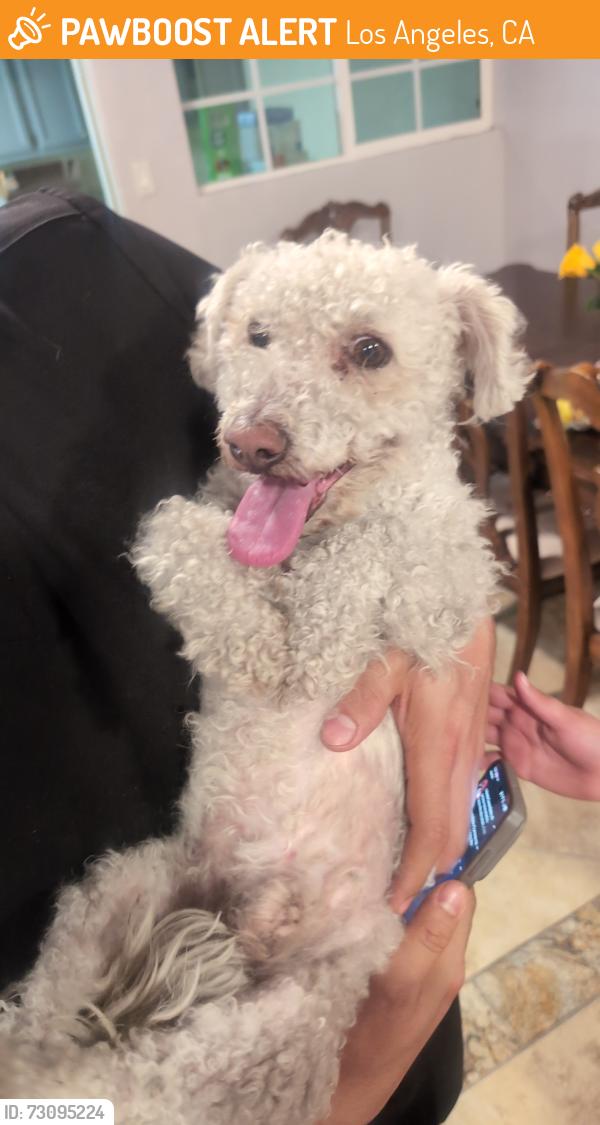 Found/Stray Male Dog last seen Vaughn st in Pacoima, Los Angeles, CA 91331
