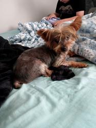 Reunited Male Dog last seen 2nd street by The Heights church, Cleburne, TX 76031