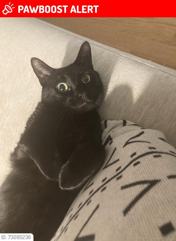 Lost Male Cat last seen Near Windsor Road, Croton-on-Hudson, NY 10520
