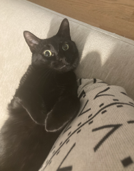 Lost Male Cat last seen Near Windsor Road, Croton-on-Hudson, NY 10520