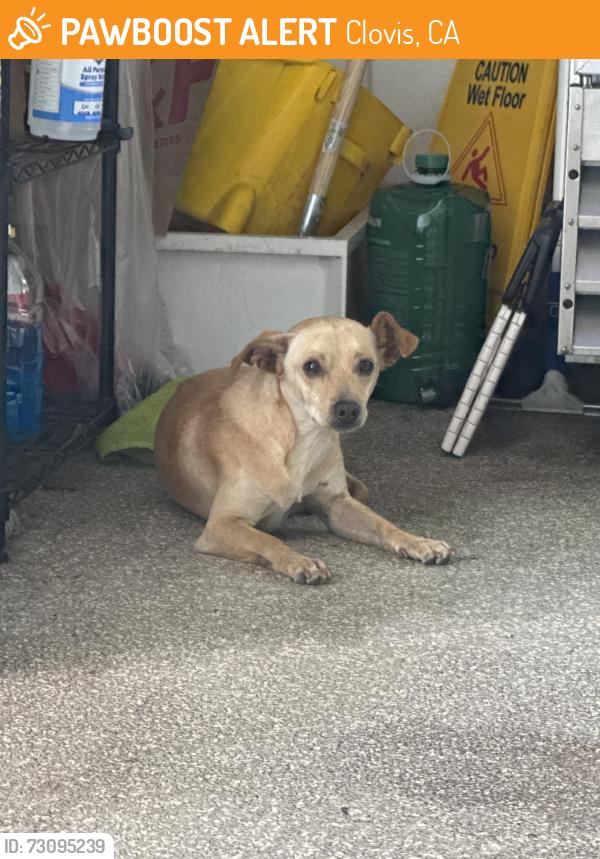 Found/Stray Male Dog last seen Monkey Dog Coffee, Clovis, CA 93612