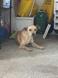 Found/Stray Male Dog last seen Monkey Dog Coffee, Clovis, CA 93612
