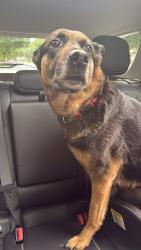 Found/Stray Female Dog last seen Aldersbrook rd London ontario, London, ON N6G
