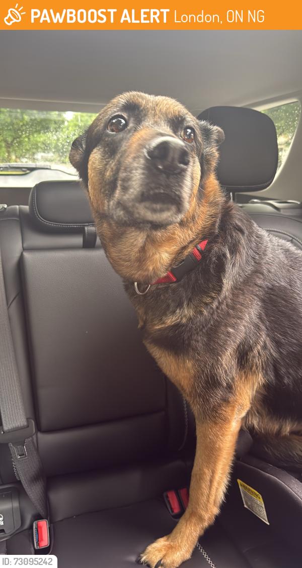 Found/Stray Female Dog last seen Aldersbrook rd London ontario, London, ON N6G