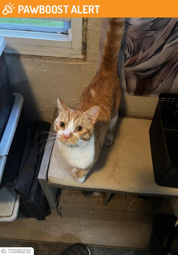 Found/Stray Male Cat last seen Fief near 201, Vaudreuil-Dorion, QC J0P 1P0