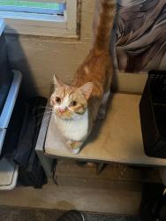 Found/Stray Male Cat last seen Fief near 201, Vaudreuil-Dorion, QC J0P 1P0