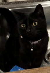 Reunited Female Cat last seen Broad Street, Carlstadt, NJ 07072