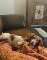 Lost Male Dog last seen Anderson, Mabank, TX 75147