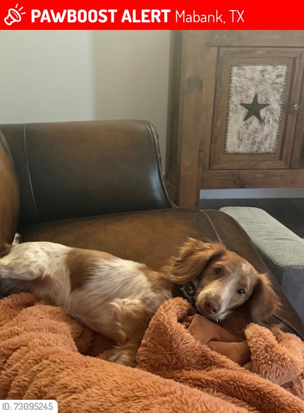 Lost Male Dog last seen Anderson, Mabank, TX 75147