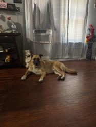 Lost Male Dog last seen Near elliott, Houston, TX 77023