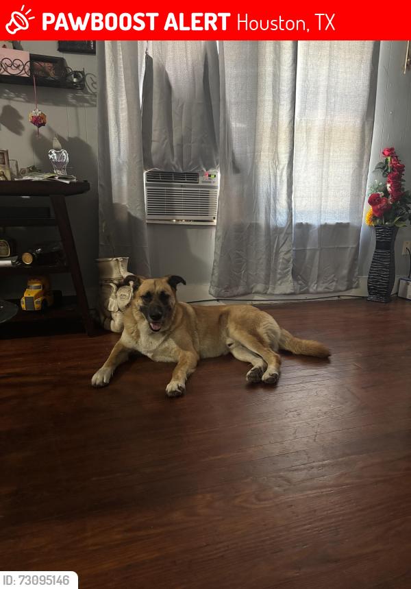 Lost Male Dog last seen Near elliott, Houston, TX 77023