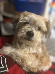Reunited Male Dog last seen Silver springs blvd , Ocala, FL 34471