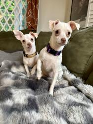 Lost Female Dog last seen Junction Rd, Brookfield, CT 06804