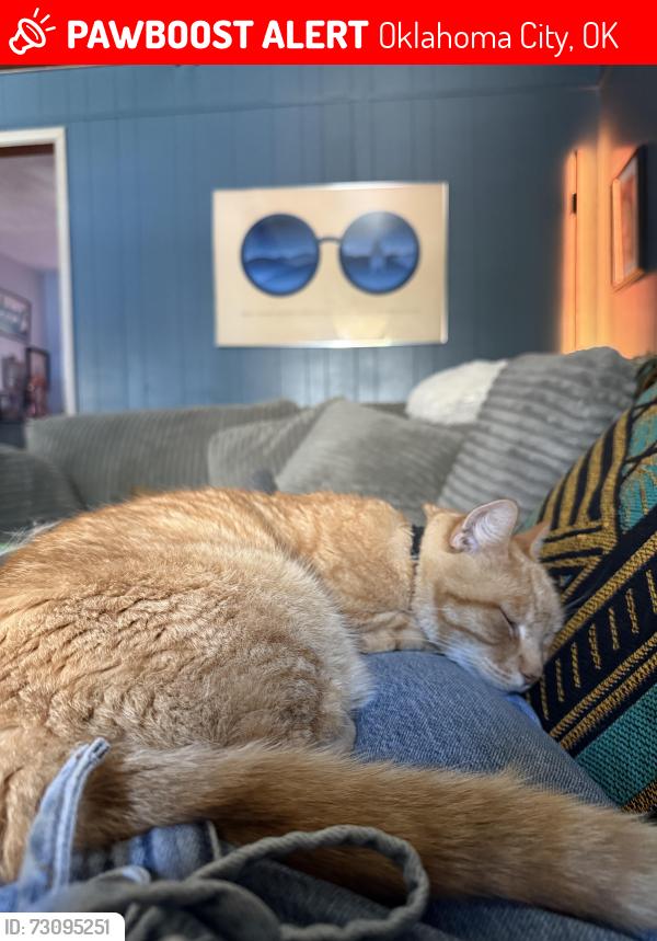 Lost Male Cat last seen 37th and Lynn. NW, Oklahoma City, OK 73102