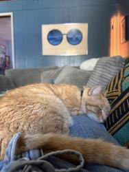 Lost Male Cat last seen 37th and Lynn. NW, Oklahoma City, OK 73102
