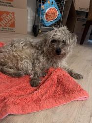 Found/Stray Male Dog last seen Hollywood Hills, Los Angeles, CA 90028