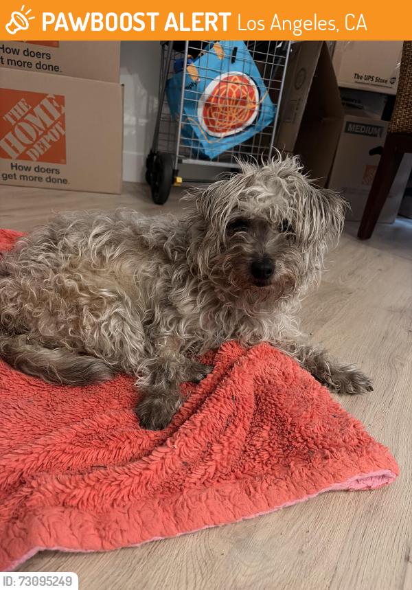 Found/Stray Male Dog last seen Hollywood Hills, Los Angeles, CA 90028
