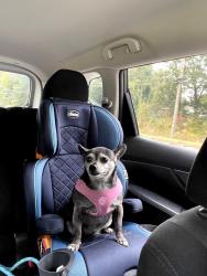 Lost Female Dog last seen Hickory run subdivison, Easley, SC 29642