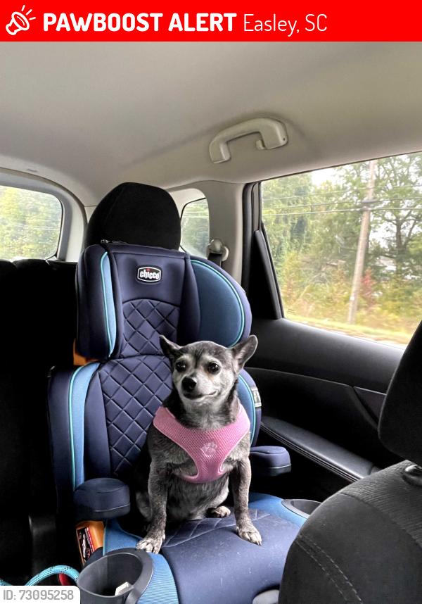 Lost Female Dog last seen Hickory run subdivison, Easley, SC 29642