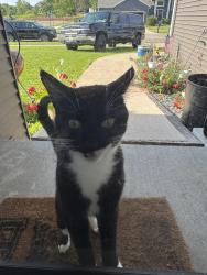 Found/Stray Male Cat last seen Brookestone Dr and Sunnydale SE, Rochester, MN 55904