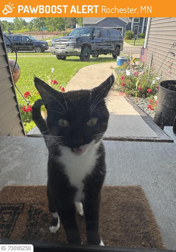 Found/Stray Male Cat last seen Brookestone Dr and Sunnydale SE, Rochester, MN 55904