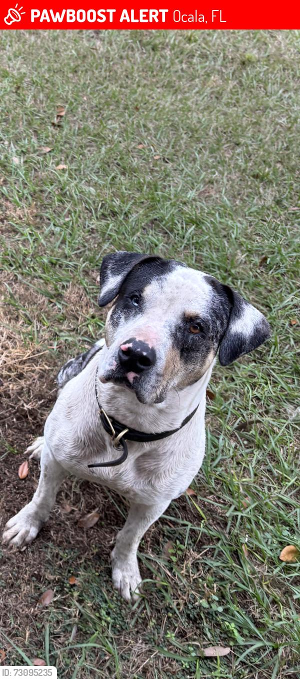Lost Male Dog last seen Area of Baldwin Angus Ranch NW 27 Ave NW 63 st, Ocala, FL 34475