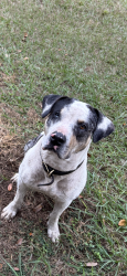 Lost Male Dog last seen Area of Baldwin Angus Ranch NW 27 Ave NW 63 st, Ocala, FL 34475
